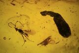 Fossil Beetle, Flies, Leaf & Wasp In Baltic Amber #120655-6